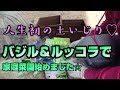 【30代から始める家庭菜園】バジルとルッコラ植えてみた