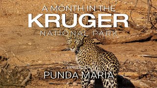 A MONTH in the KRUGER - PUNDA MARIA (Episode 7)