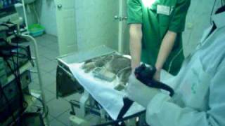 Гастроскопия кота, внешний вид www.endovet.su Гастроскопия кота, внешний вид www.endovet.su