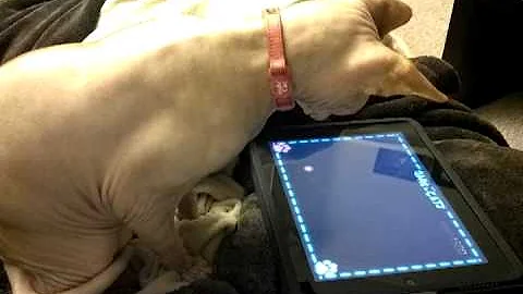 Video 11770851: sphynx cat playing, cat playing game