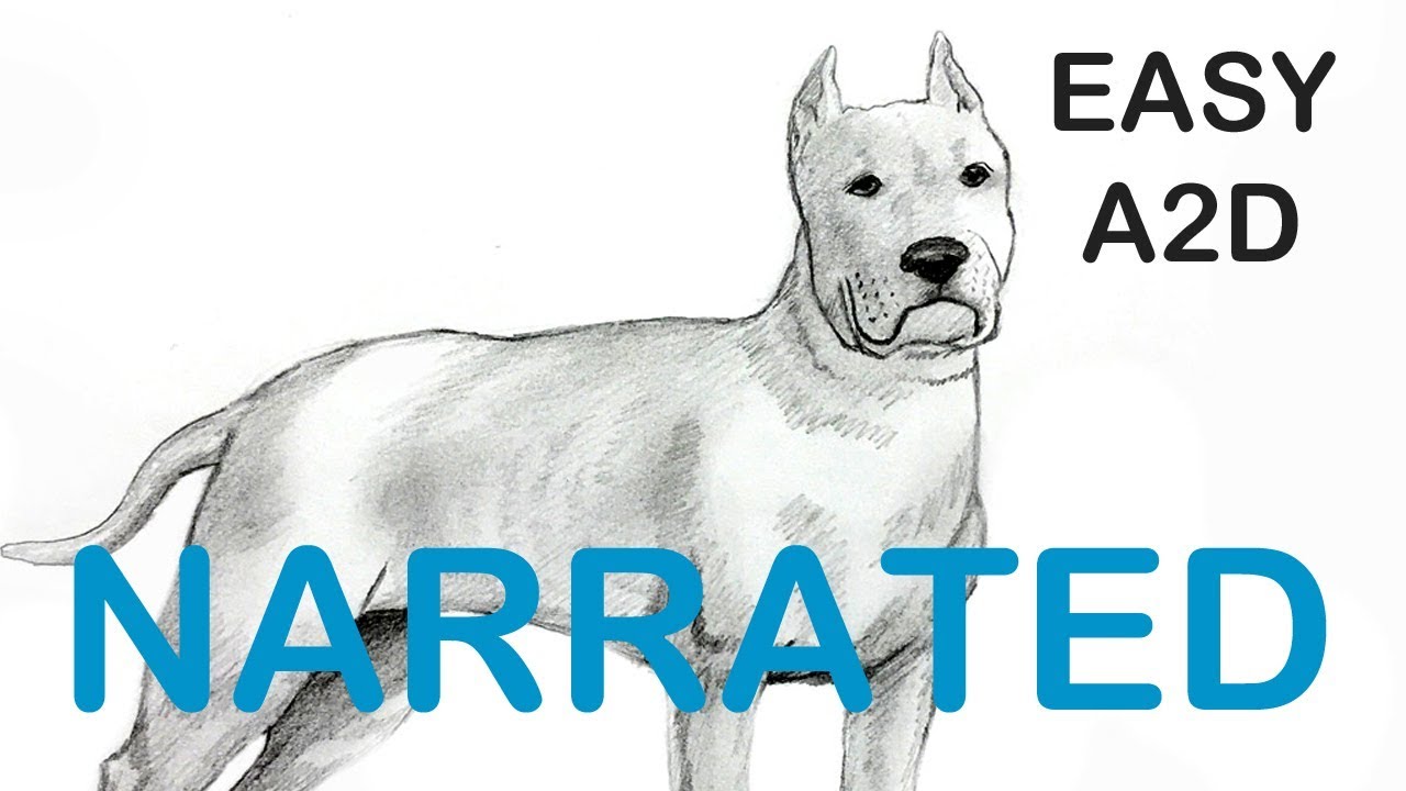 How To Draw A Pitbull Bull Terrier Dog Narrated Step By Step Youtube