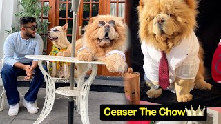 Most stylish ChowChow Ever
