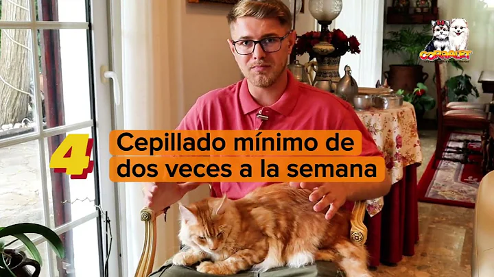 Video 11733111: gato maine coon