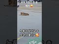 오늘은 주인공 오전11시30분에 왔어요 #shorts#동물농장