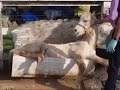 AP : Raw: Firefighters Save Horse Stuck in Bathtub