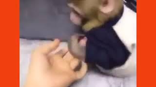 Sahibine Küsen Maymun