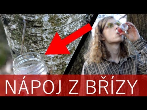 Video: Březová Míza - Výhody A Poškození. Jak A Kdy Sbírat?