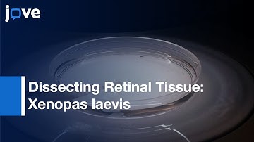 Cell and Tissue Culture Analysis: Xenopus laevis Embryonic Retinal Tissue | Protocol Preview