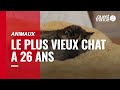  26 ans bientt 27 flossie est le plus vieux chat vivant au monde