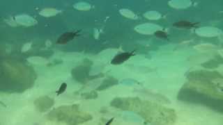 Fenals Beach Underwater 2013 (Lloret de Mar, Spain)