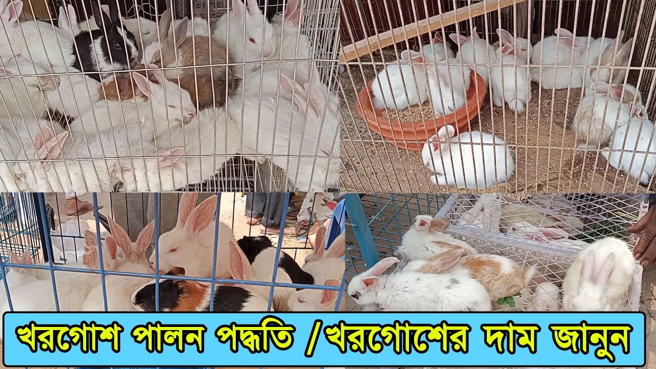 খরগোশের দাম 🐇 Rabbit price in bangladesh Bunny price in bangladesh