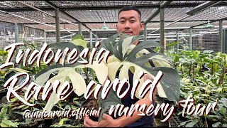 HighQuality Rare Aroids Nursery Tour In Indonesia @indoaroid.official