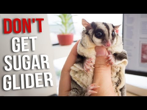 Video: Sugar Gliders: Allmän information och djurhållning