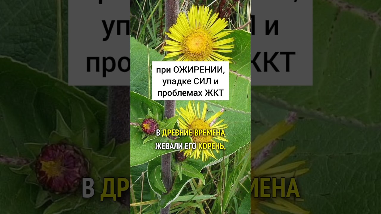 Девясил - при ожирении, упадке сил и проблемах жкт #лекарственныетравы #травы #травник #дикоросы