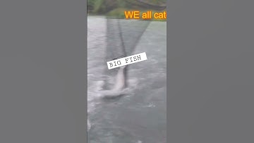 GIANT KING SALMON! YOU WONT BELIVE THIS CRAZY FIGHTER AFTER WE NETTED IT! #shorts