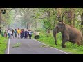 Asian Elephant Crossing Road