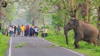Asian Elephant Crossing Road