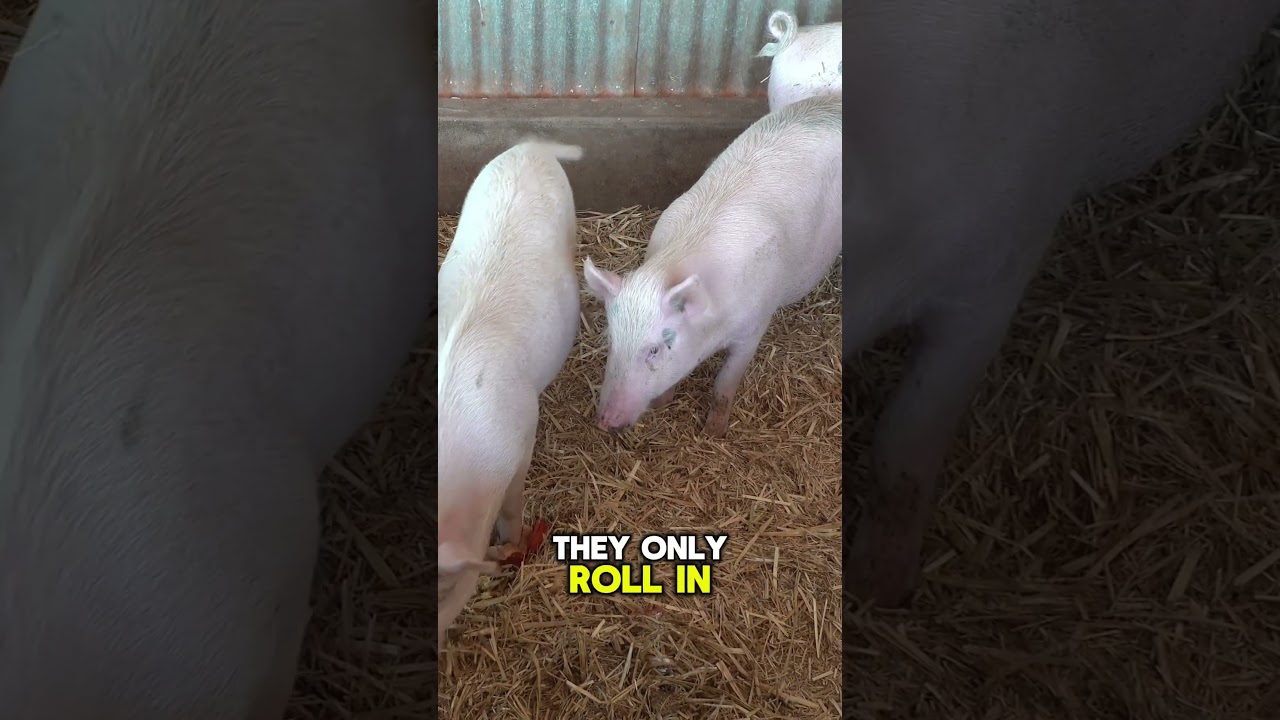 Pigs Are Smarter Than You Think 