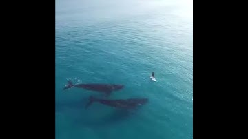 Paddle Boarding With Whales!