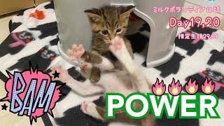 ミルクボランティア　ひと月の子猫のPOWER　　　　#ミルクボランティア　#保護猫