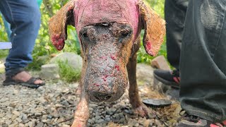 This cute dog has terrible mange, maggot wounds, and malnutrition, but he refuses to give up!