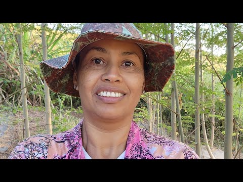 ALIMENTAÇÃO SUSTENTÁVEL COM A MORINGA PARA SUÍNOS, E DICAS DE REFORMA DE TANQUE VEDADO.