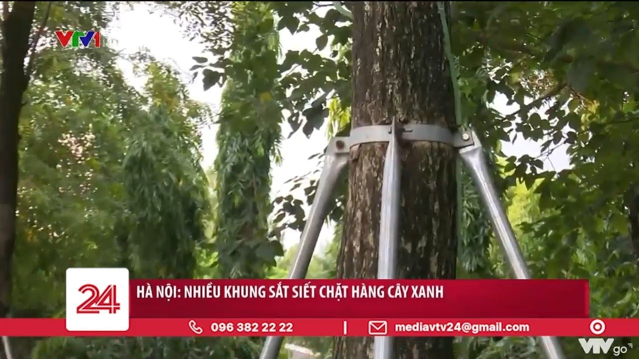 Những hàng cây xanh bị kìm kẹp giữa Thủ đô | VTV24