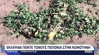 Έκλεψαν πέντε τόνους πεπόνια στην Κομοτηνή