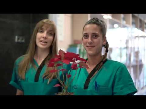 Video: Cactus de Navidad y mascotas - ¿Es el cactus de Navidad tóxico para perros o gatos?