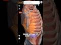 Muhammad Ali Most Used Muscle 3D ✨🔥🔥 Serratus anterior 3D #heavyweight #fightlife #champ #anatomy