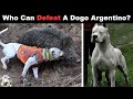 6 Dogs That Could Defeat a Dogo Argentino