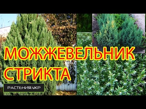 Можжевельник китайский стрикта / можжевельник посадка и уход