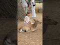 子供たちのお気に入りの鹿
