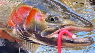 72 Hours In The SNOW. The Search For TROPHY STEELHEAD!  Official Short Film.