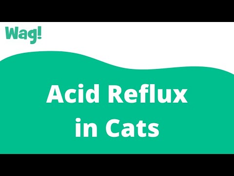 Video: Zure Reflux Bij Katten