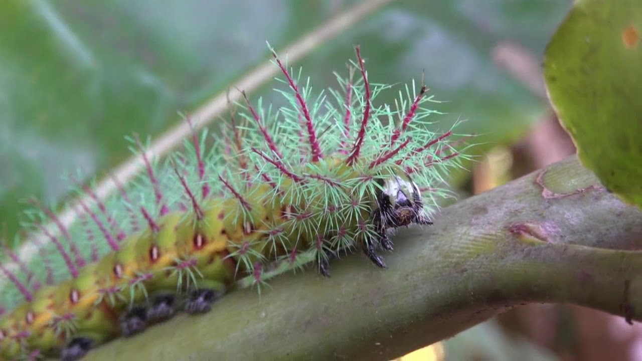 A rainforest beauty better for observing rather than touching: Silkmoth  caterpillar, Automeris spp. — Bug of the Week, image size:1280x720