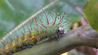 Automeris (silkmoth) caterpillar 2020