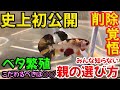 【ベタ繁殖】親選びで大切なことは〇〇だった【組み合わせの秘密】