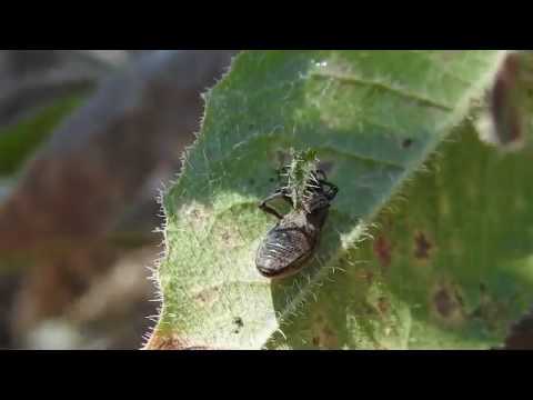 Video: Curculione Goloso Di Riso