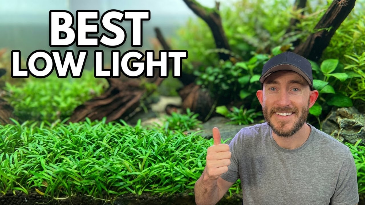 Crypt Parva: The BEST Low Light Foreground Plant for Nano Tanks