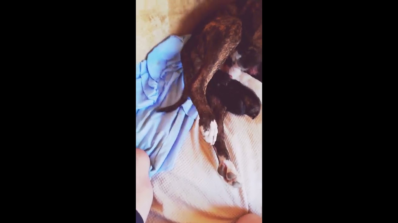 Pitbull Yavrularinin Dogum Ani Youtube Pitbulls Animals Pets