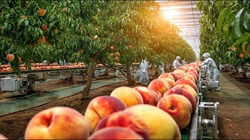 From Orchard to Jar: The Full Journey of Crafting Artisan Peach Preserves Inside a Factory