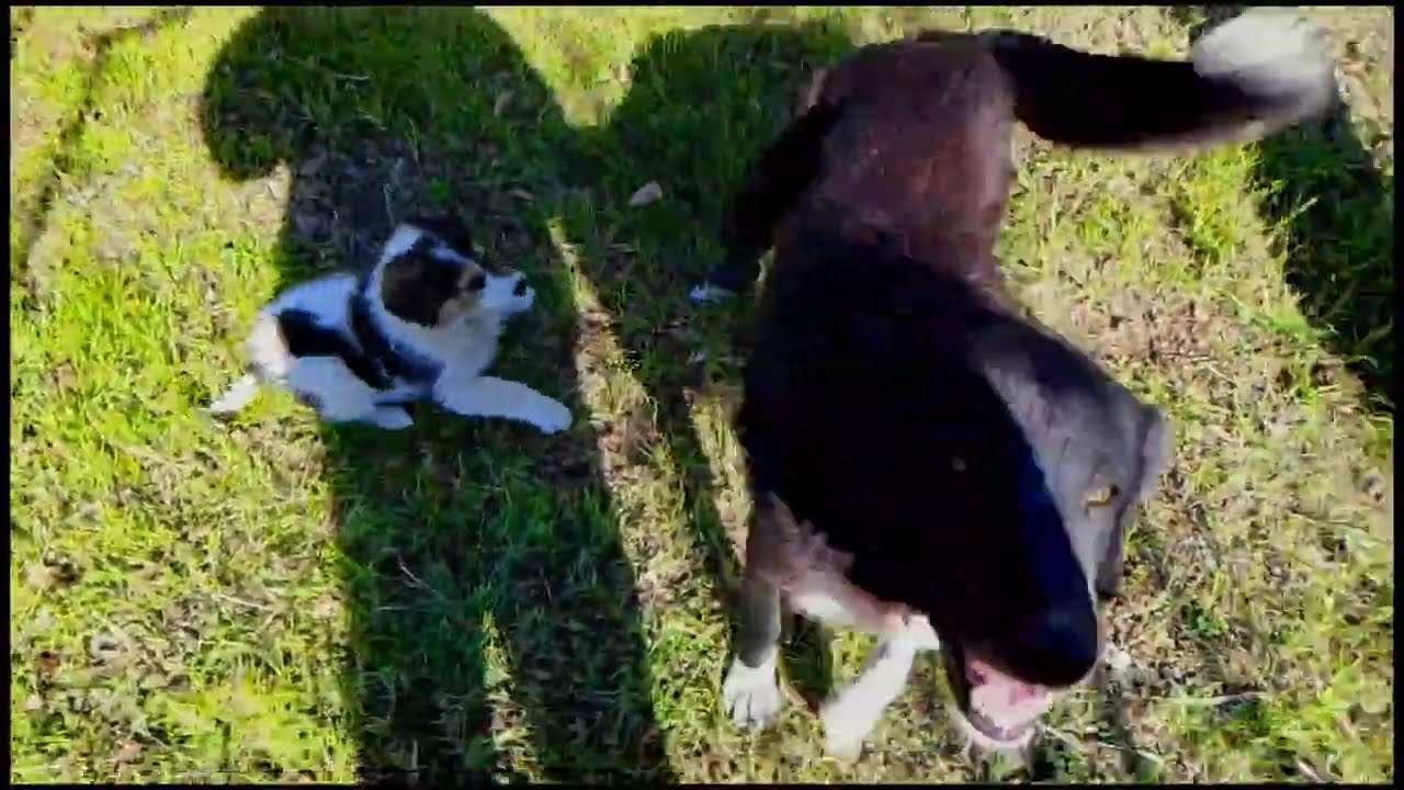 Playing with my cute panda dog must enjoy 