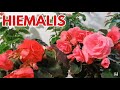 begonias hiemalis cuidados  CHUYITO JARDINERO