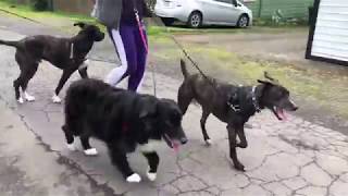 Famous How to introduce multiple dogs Profile