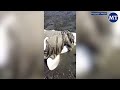 Russian Villagers Rescue Beached Beluga Whales | The Moscow Times