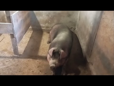 Свиноматки не приходят в охоту. Что делать в этом случае?