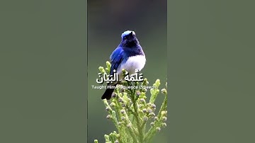 تلاوة خاشعة ومؤثرة لسورة الرحمن | استمع الآن