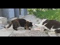 Funny cat meowing and another cat almost fight for food.