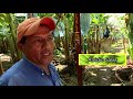Las fincas de plátano. La cosecha y el cultivo es espectacular y ocurre en Chiapas.